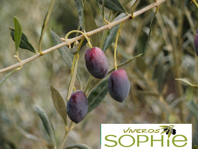 Variedad de olivo CANETERA